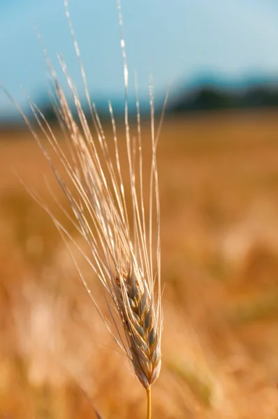 Macro shot of ear of wheat — Stock Photo, Image