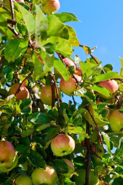 bir demet kırmızı elma içeren renkli shot