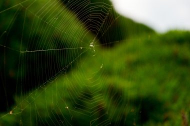 Örümcek web yakın çekim alanına