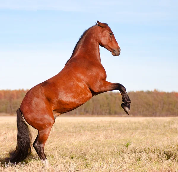 Beautiful bay stallion standing in the meadow — Stock Photo, Image
