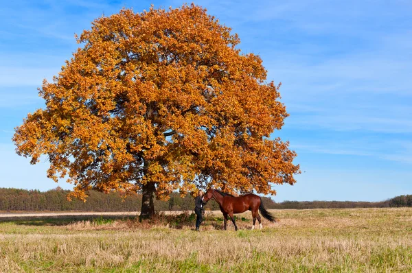 Hermosa mujer caminando con caballo — Foto de Stock