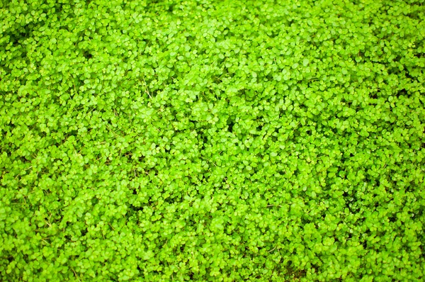 Una textura de fondo de hierba verde . — Foto de Stock
