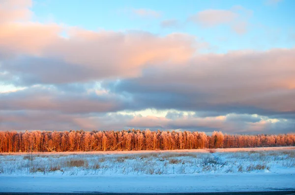 Frostige Bäume vor blauem Himmel — Stockfoto