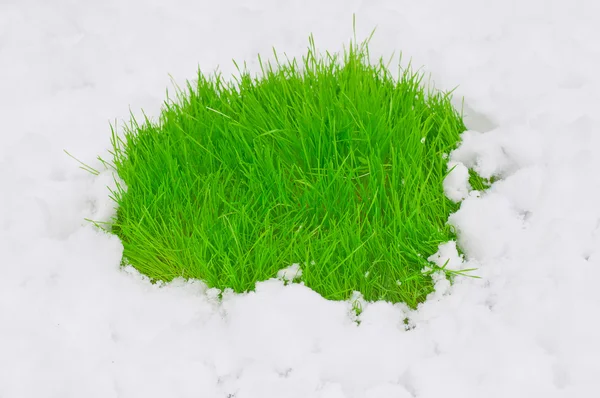 Herbe verte fraîche sur la neige — Photo