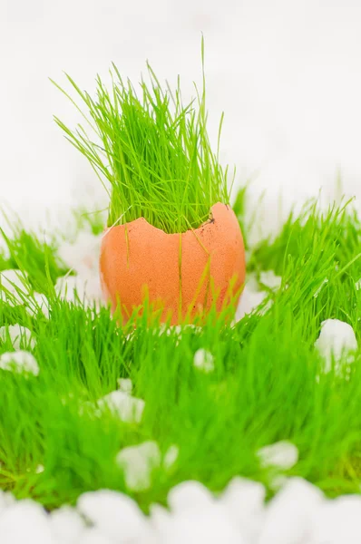 Пасхальне яйце з зеленою травою над снігом — стокове фото