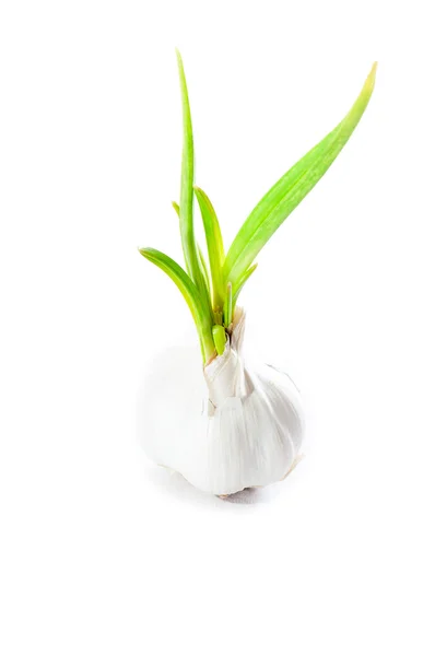 Garlic isolated on white background — Stock Photo, Image