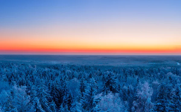 Floresta de inverno e pôr do sol — Fotografia de Stock