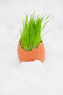 Paskalya yumurtası ile kar üzerinde yeşil çimen