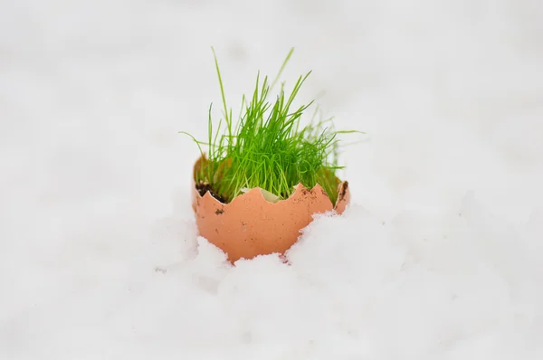 Œuf de Pâques avec herbe verte sur neige — Photo