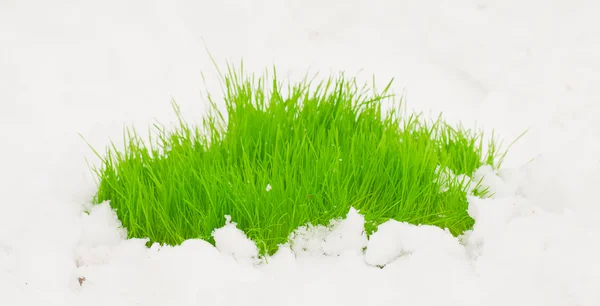 Herbe verte fraîche sur la neige . — Photo