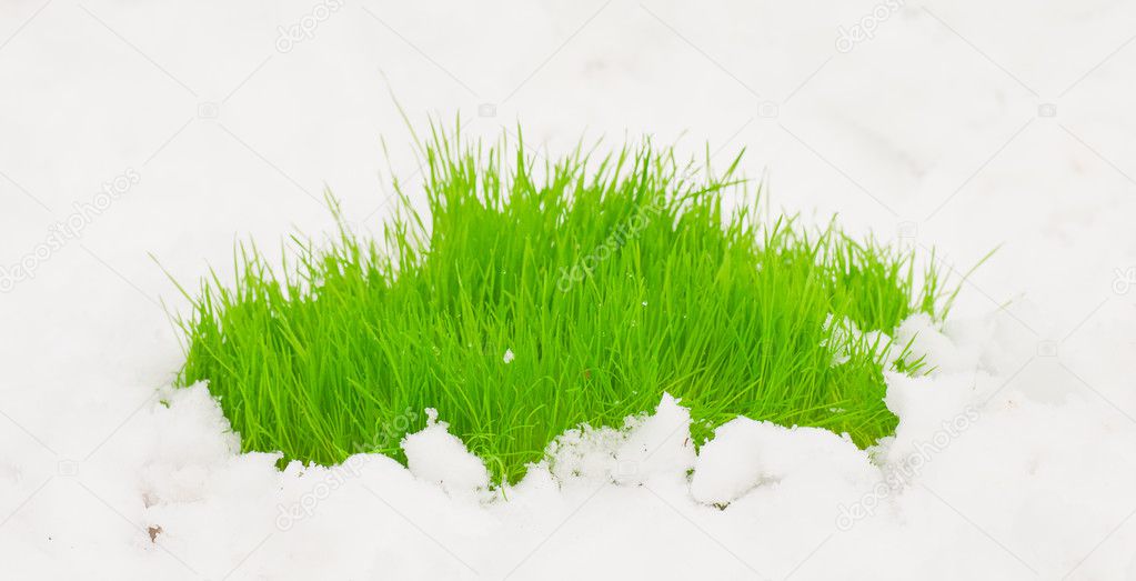 fresh green grass on the snow.