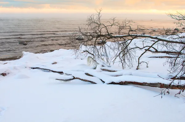 Baltische winter fjord landschap met boom — Stockfoto