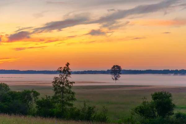 Захід сонця, поле, дерево, туман — стокове фото