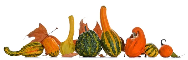 Calabazas — Foto de Stock