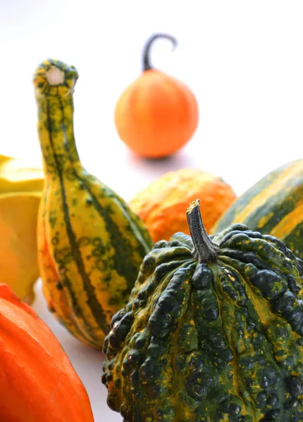 Calabazas — Foto de Stock