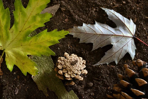 Herbst — Stockfoto