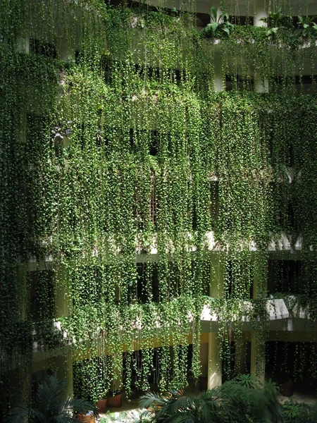 Plant Curtain — Stock Photo, Image