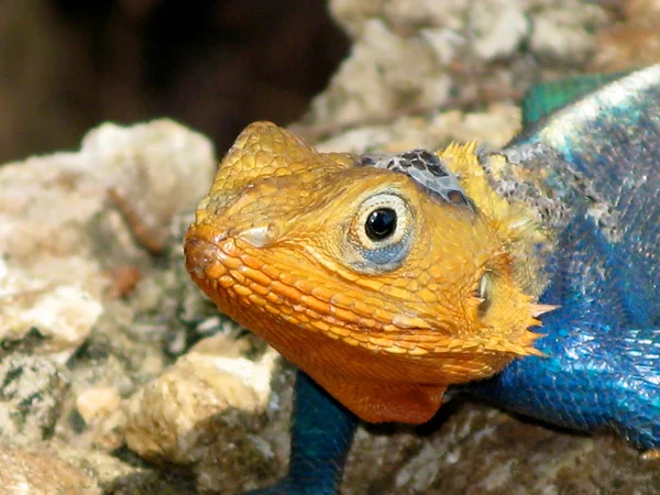 Gekleurde chameleon — Stockfoto