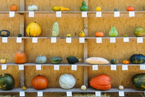 Little Pumpkin Guide — Stock Photo, Image