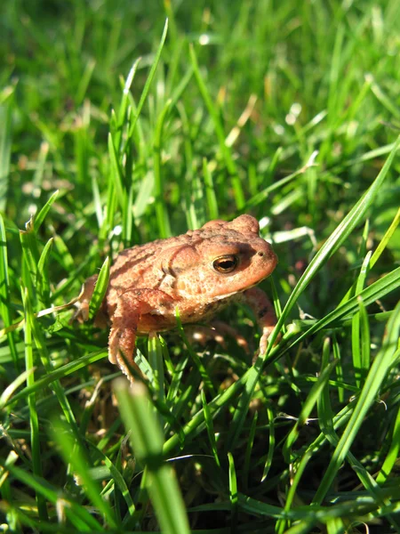 Young European Toad in Grass — Stock Photo, Image