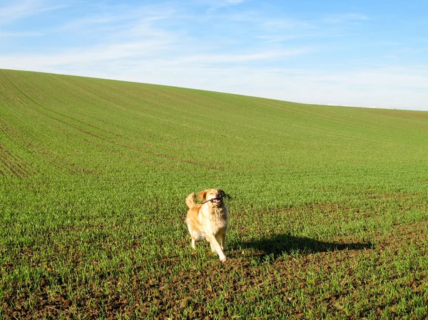 Golden Retriever on a green field — Stock Photo, Image