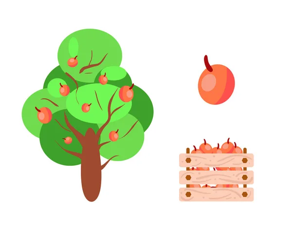 Farming Nature Concept Green Apple Tree Fruits Box Red Apples — Stockový vektor
