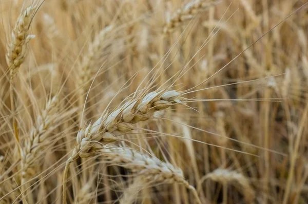 Пшениця великим планом — стокове фото