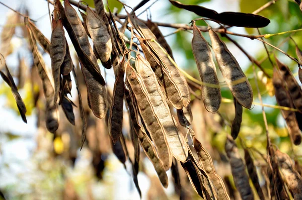 akasya ağacı tohumları