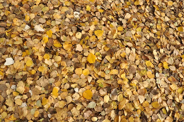 Gefallene Herbstblätter — Stockfoto