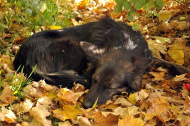 köpek sarı yapraklarda uyur