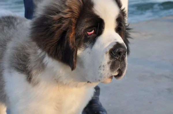St. Bernard