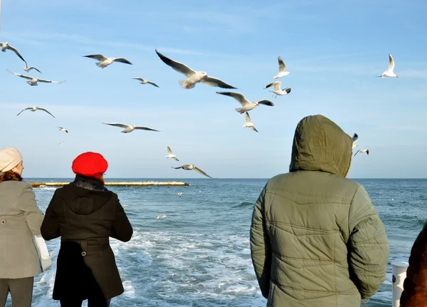 Sea gulls — Stock Photo, Image