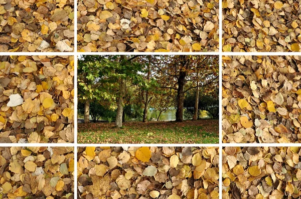 Collage Herbst — Stockfoto