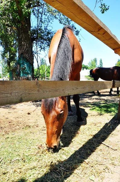 Esto es un caballo. —  Fotos de Stock