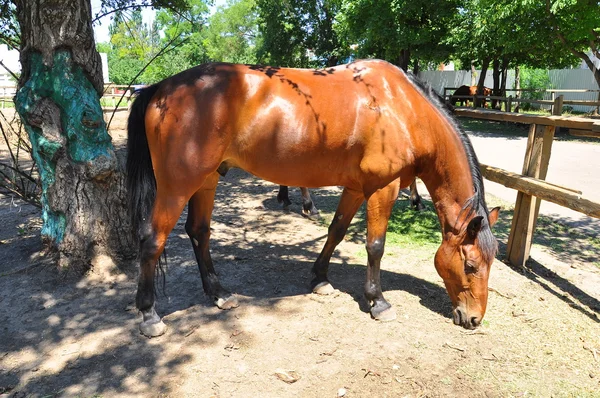 Esto es un caballo. —  Fotos de Stock