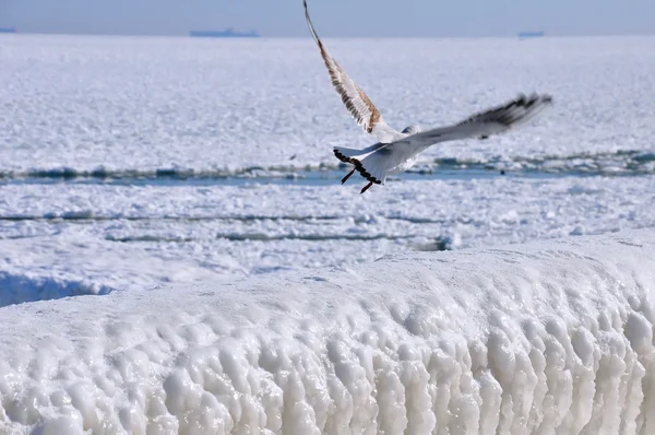 buz blokları bir iskele üzerinde
