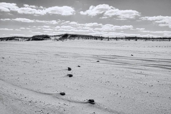 Ракушки в песке — стоковое фото