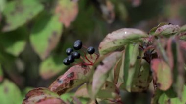 Sonbahar ormanında böğürtlen çalısı üzerinde böğürtlen