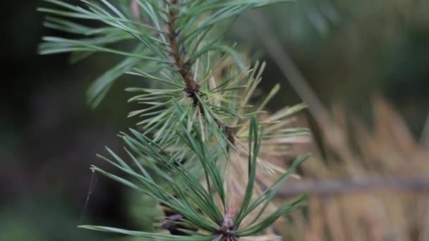 Las Ramas Abeto Bosque Otoño Balancean Primer Plano Del Viento — Vídeos de Stock