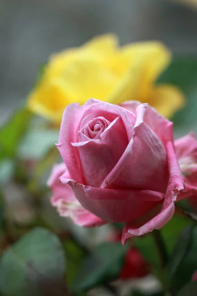 Rode Roos Bloeide Tuin Close Ondiepe Scherptediepte — Stockfoto