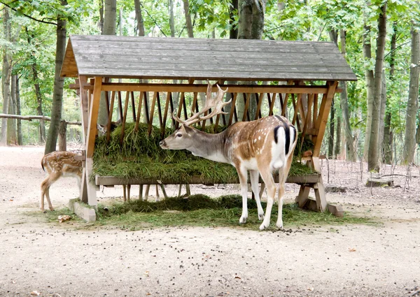 Cerf moucheté Images De Stock Libres De Droits