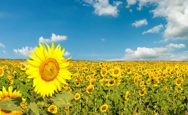 Girasoli — Foto Stock