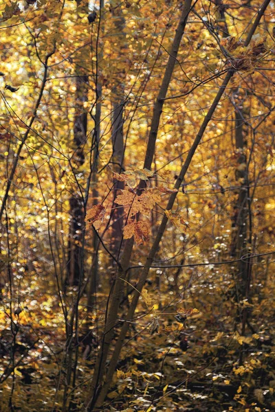Bir Sonbahar Ormanının Arka Planında Kırmızı Kahverengi Sonbahar Yaprağı Planda — Stok fotoğraf