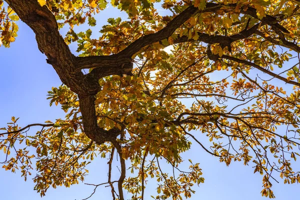 Mavi Arka Planda Sarı Sonbahar Yapraklı Büyük Bir Ağaç Dalı — Stok fotoğraf