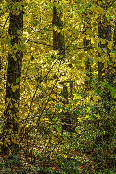 Žlutozelené Husté Houštiny Lese Začátku Podzimu — Stock fotografie