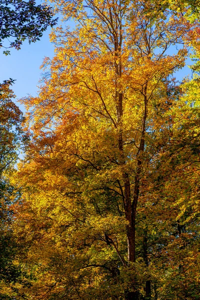 Yellow Gold Bright Autumn Color Lush Foliage Tree Blue Sky Royalty Free Stock Images