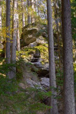 Ormanla kaplı dik bir yamaç ve dev kaya parçalarıyla benekli morinalar.