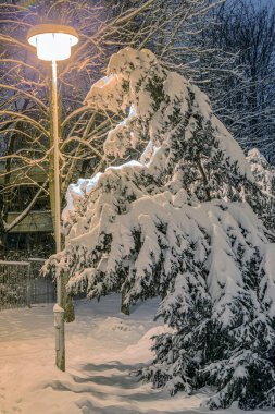 Bir sokak lambasının ışığında akşam vakti karla kaplı ladin.