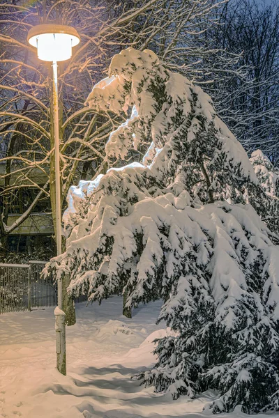 街灯に照らされた夜の雪に覆われたトウヒ — ストック写真