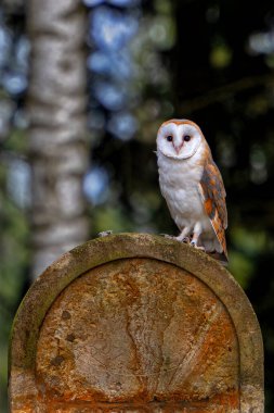 Bohemian-Moravian Dağları 'nda beyaz baykuş türü. Yahudi mezar taşı. Sana dik dik bakıyor. Yüksek kalite fotoğraf